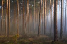 Tymczasowy zakaz wstępu do lasu